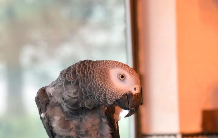 Z the African grey parrot on a perch by a window