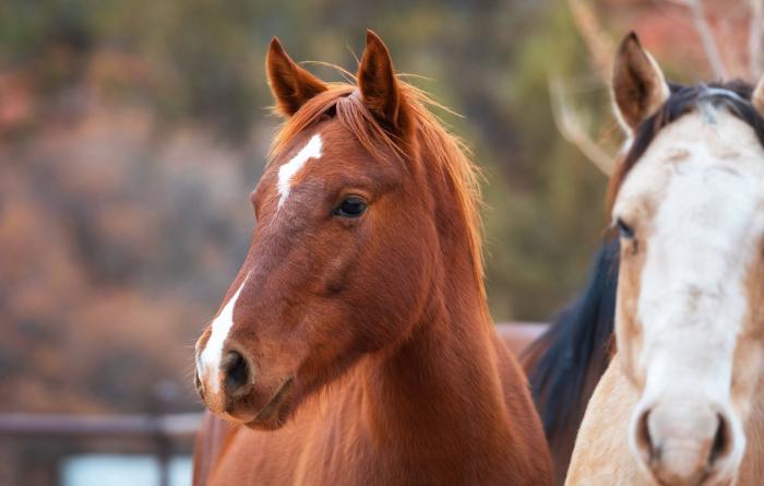 Two horses in a pasture with red rocks in the background