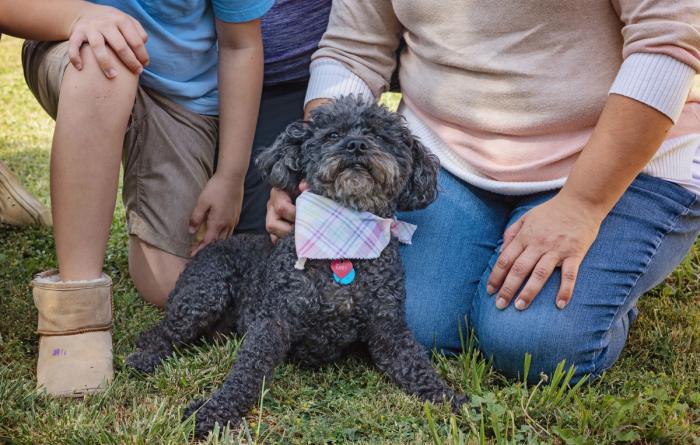 Zoey the senior dog wearing a bandana between two people