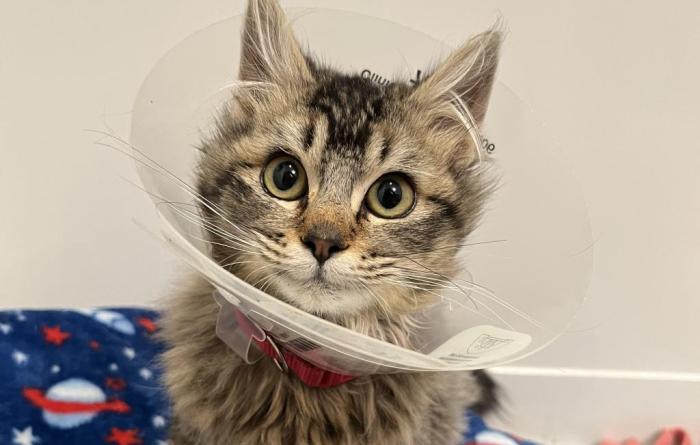 Zora the kitten wearing a protective cone