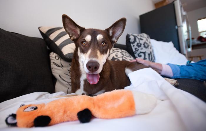 dog on sofa with pillow