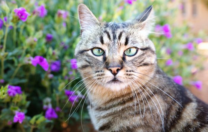 Cory the cat sitting next to purple flowers