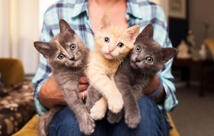 Three fuzzy kittens being held