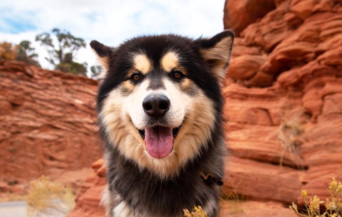 Smiling Husky in front of red rocks at Best Friends Animal Sanctuary