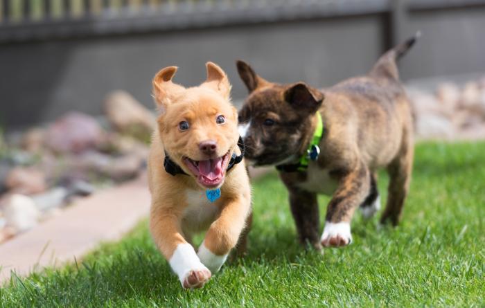 Two puppies running and playing in grass