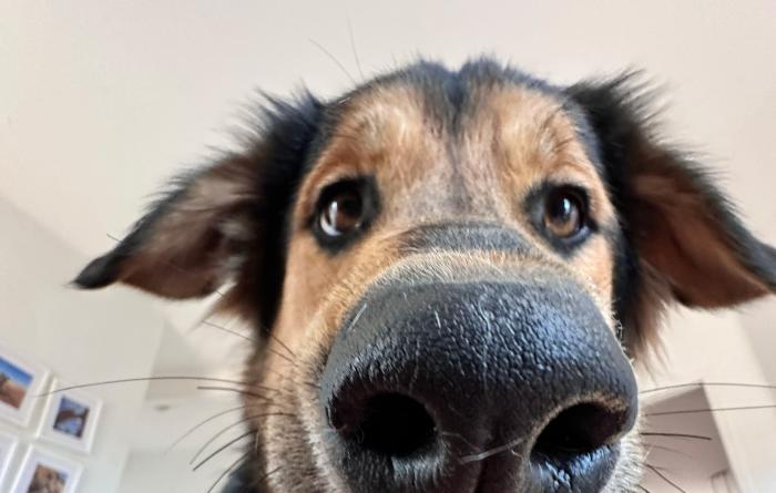 Close-up of Bolt the dog with a rope toy in his mouth