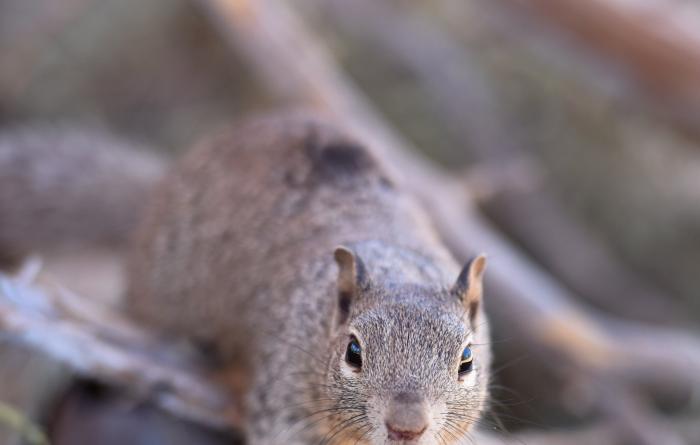 A rock squirrel standing on a branch