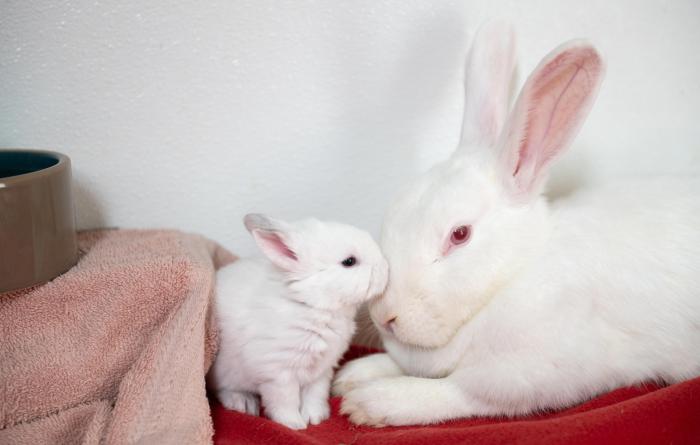 A white mama rabbit nose-to-nose with her white baby