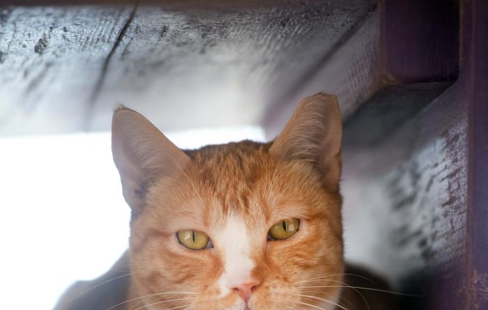 Adored the cat sitting in a rectangular wooden cat perch