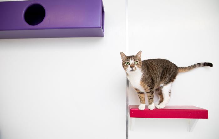 Forest the cat standing on a red wooden shelf