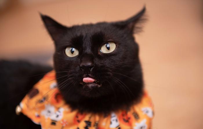 Jako the cat whose tongue is sticking out a bit, wearing a Halloween collar