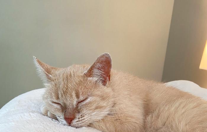 June the cat sleeping on a fluffy white cat bed