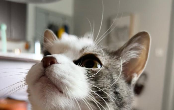 Sir Karen, now Kevin, the cat wearing a yellow collar with a bell