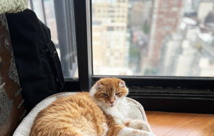 Reds the cat lying in a cat bed by a window