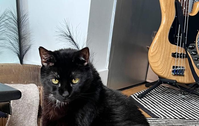 Shane the senior cat sitting on a striped rug
