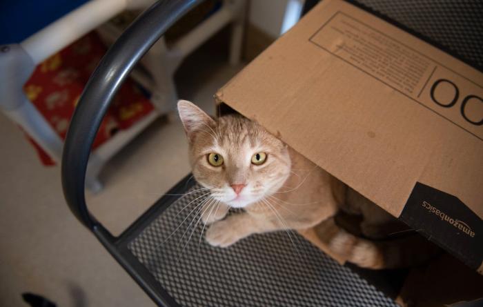 Orange tabby cat in a box on a chair