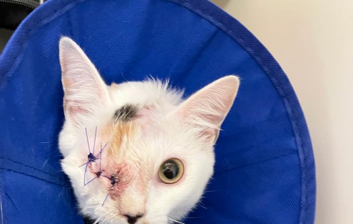 Turtle the cat with a stitched eye after surgery and wearing a blue e-collar