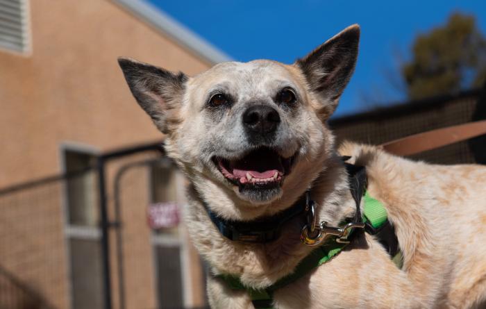 Raquel the dog smiling with a building and blue sky behind her