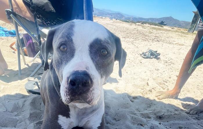 Rico the dog outside on a sandy beach