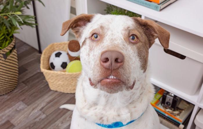 Brown and white pit-bull-type dog in front of a shelf, basket of toys, and plant