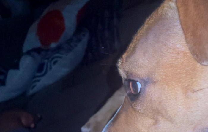 Kiba the dog next to Calieb