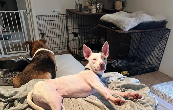 Silver Sword the dog in bed with another dog