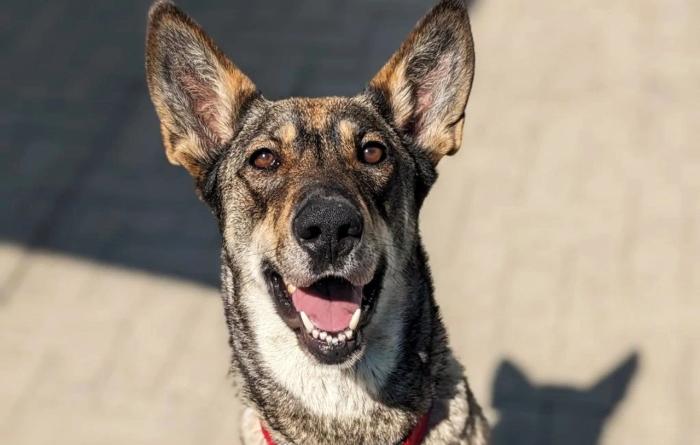 Tina Turner the dog smiling with her mouth open