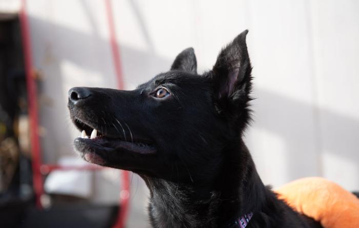 A profile of Yazh the puppy looking slightly up
