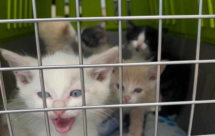 Kittens in a transport carrier