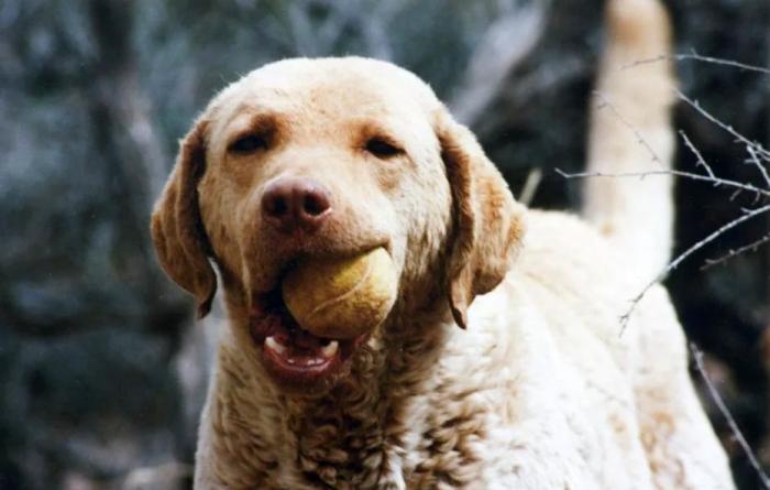 Ginger the dog with a ball in her mouth