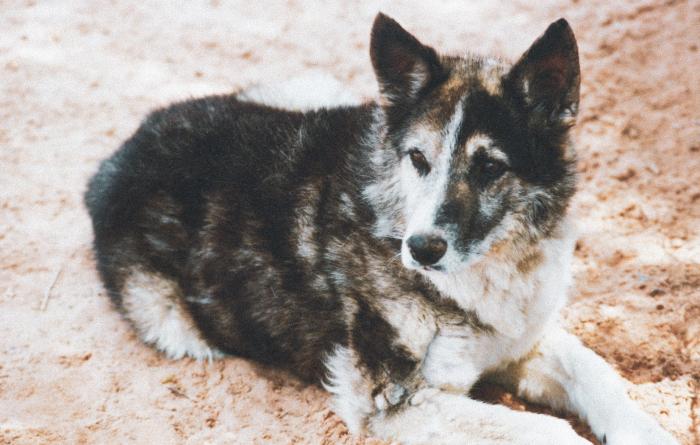 Victor the dog lying in the sand