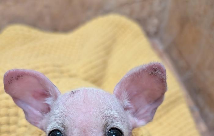King Julian the dog as a puppy under a yellow blanket