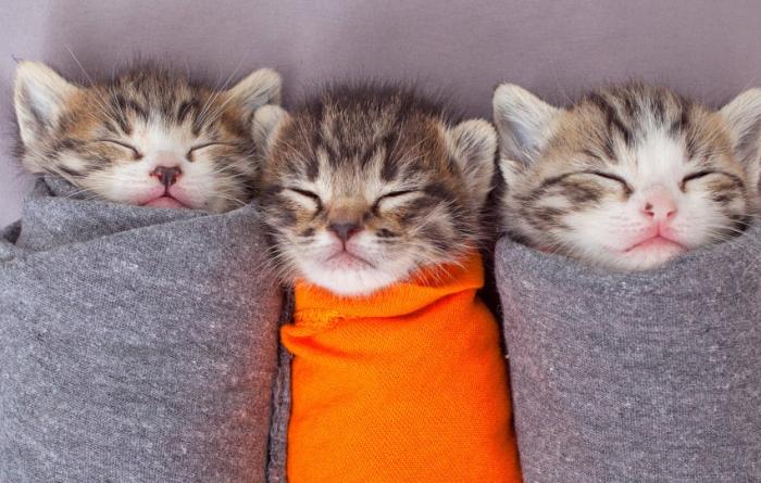 The three purrito kittens asleep in their fabric swaddles