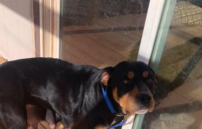Magenta the dog outside next to a sliding glass door