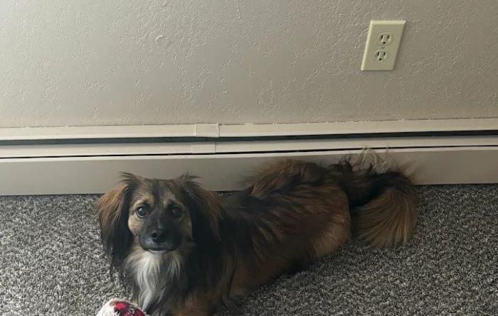 Nikki the dog on the floor with a stuffed toy