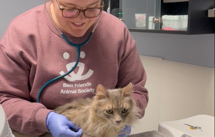 Poppy the cat receiving a veterinary checkup exam from a person wearing a Best Friends sweatshirt