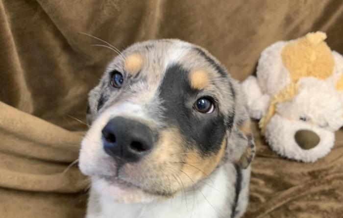 Potbelly the puppy on a blanket next to a stuffed toy