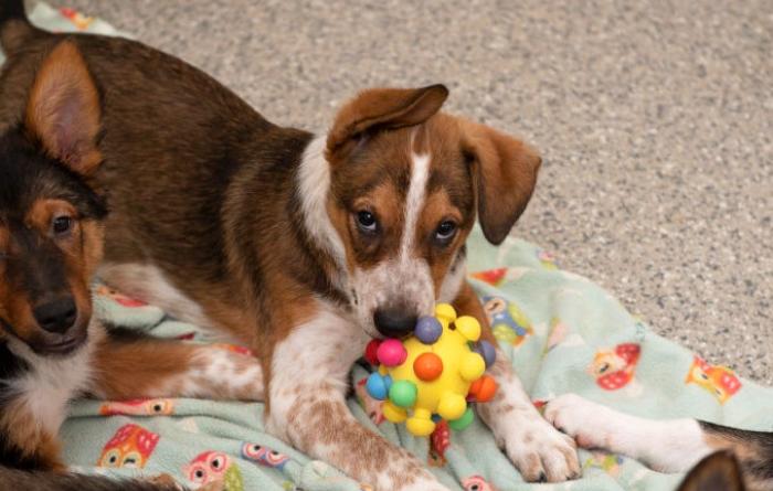 Brown and white puppy playing with a toy on a blanket