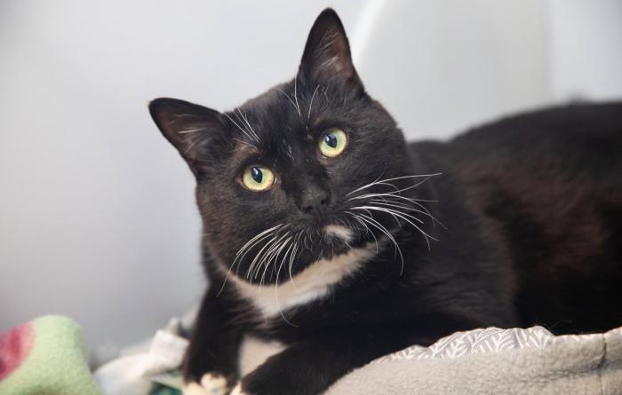 The face of a black and white cat in a kennel