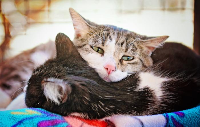 Two cats snuggling together on a blanket