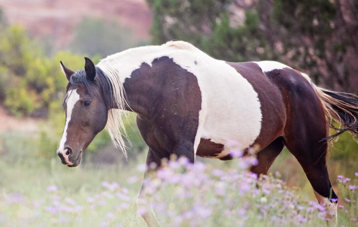 Brown and white paint horse outside in a field