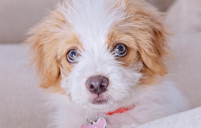 Fluffy tan and white puppy wearing a collar