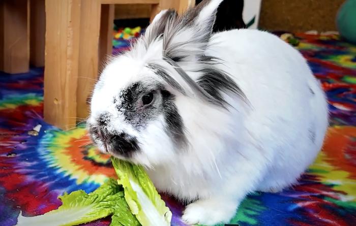 Rabbit eating a piece of romaine lettuce