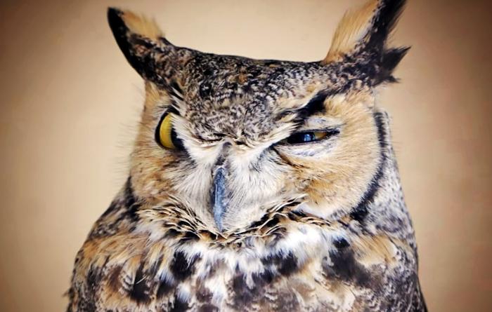 Great-horned owl face with one squinty eye
