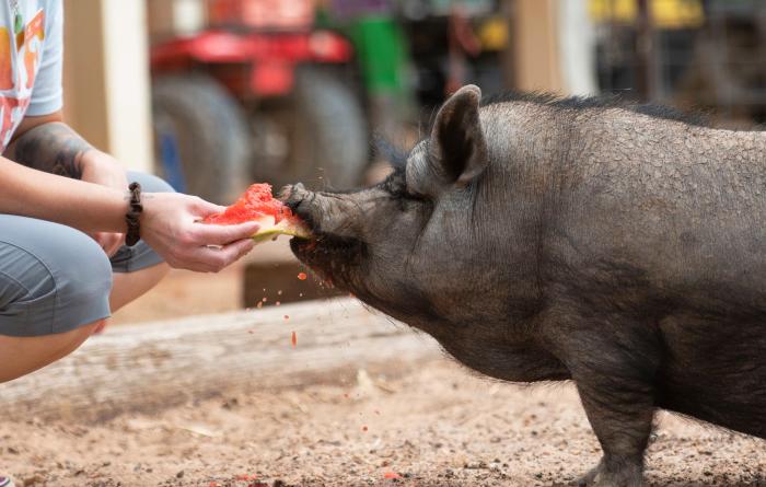 Person squatting down to feed some watermelon to a potbellied pig