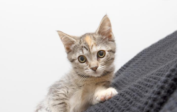 Small kitten lying on a dark gray blanket