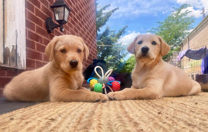 Two puppies on a deck next to a home with a blue sky and clouds behind them