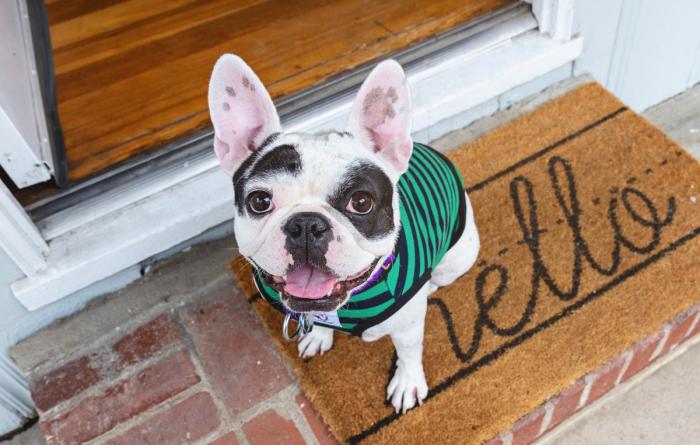 Black and white French bulldog smiling and wearing a green and black striped sweater sitting on a Hello welcome mat