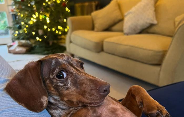 Steve's dog Darcy lying upside down in a home with a Christmas tree and couch in the background