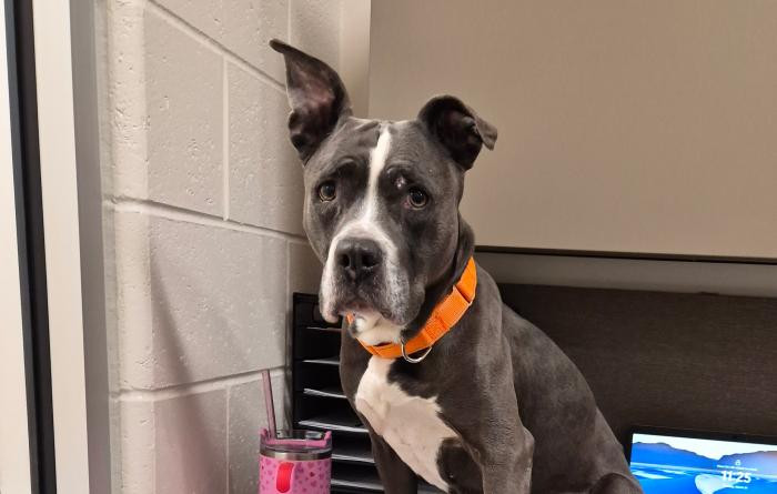 Dog wearing an orange collar on a desk at Saginaw Animal Care & Control